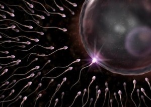 fertilidad